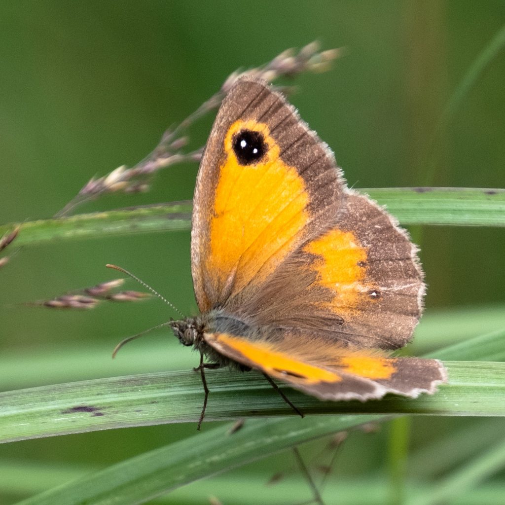 Brown Argus Butterfly Eco Ellie